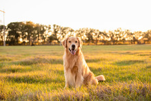 Golden Retriever Dog Enjoying Outdoors At A Large Grass Field At Sunset, Beautiful Golden Light