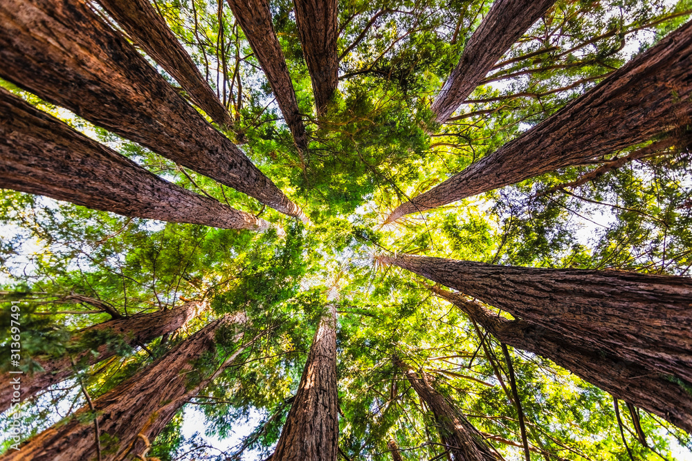 Looking up in a Coastal Redwood forest (Sequoia Sempervirens), converging tree trunks surrounded by evergreen foliage, Purisima Creek Redwoods Preserve, Santa Cruz Mountains, San Francisco bay area - obrazy, fototapety, plakaty 