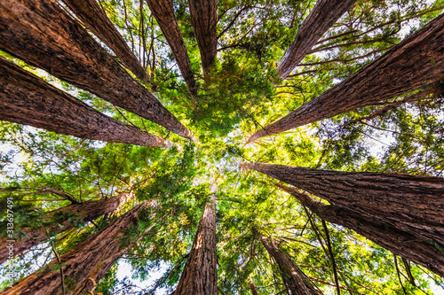  Obrazy powiększające wnętrze   patrzac-w-przybrzeznym-lesie-sekwojowym-sequoia-sempervirens-zbiegajace-sie-pnie-drzew-otoczone