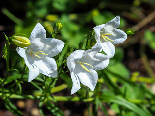 Wall Mural - Large white flowers and buds on a Campanula plant in a summer garden in North Yorkshire, England