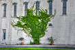 © Ken Macune - Vines going up the building
