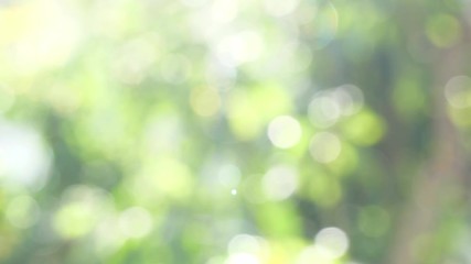 Wall Mural - Beautiful blurry green and blue nature background