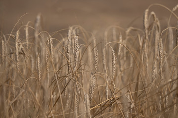 A close up shot of nearly ripe grain nearly ready for harvest.