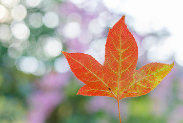 maple leaf red blurred bokeh background