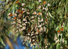 Monarch Butterflies In A Eucalyptus Tree. The Monarch Butterfly May Be The Most Familiar North American Butterfly And An Iconic Pollinator Species.