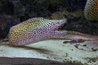moray underwater moray eel fish