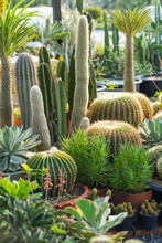 Variety Of Succulents And Cacti 