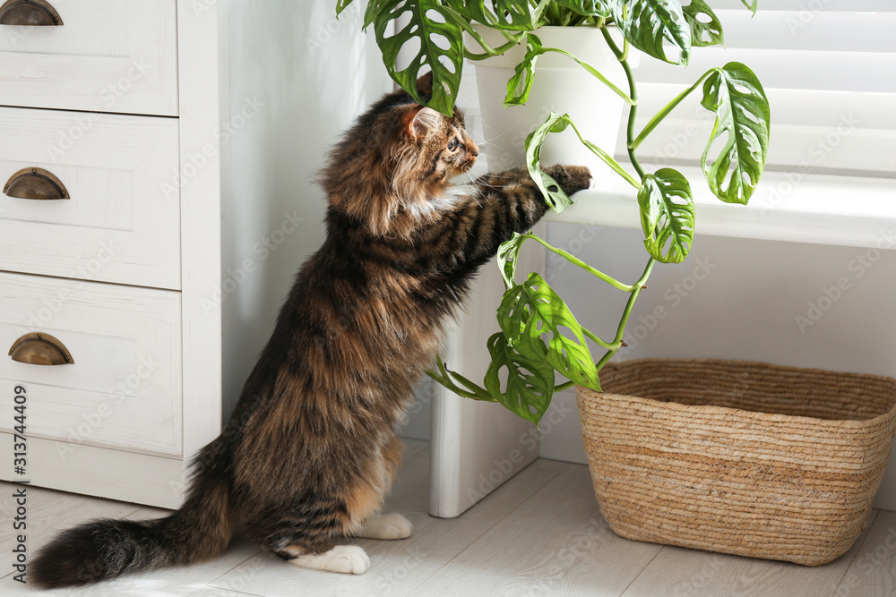 Adorable cat playing with houseplant at home - obrazy, fototapety, plakaty 