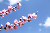 Fototapeta Mapy - 桃の花