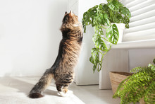 Adorable Cat Playing With Houseplant At Home