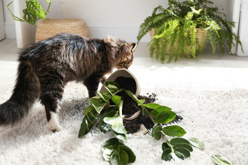 Cat near overturned houseplant on light carpet at home