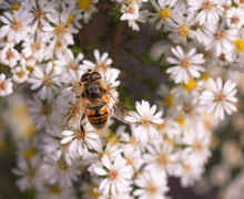 Honey Bee (apis Mellifera) Collecting Pollen On White Aster (symphyotrichum) Blossoms In Botanical Garden