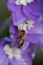 Macro Of A Honey Bee Collecting Pollen On Purple Larkspur (delphinium) Blossom; Save The Bees Environmental Protection Concept