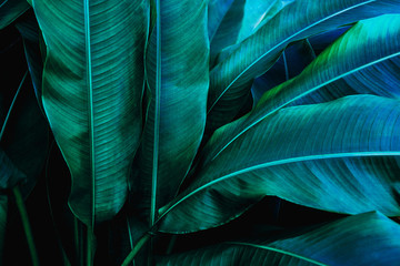 green leaves nature background, closeup tropical leaves texture