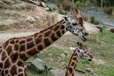 Fototapeta Zwierzęta - giraffe in the Zoo; giraffe eating grass