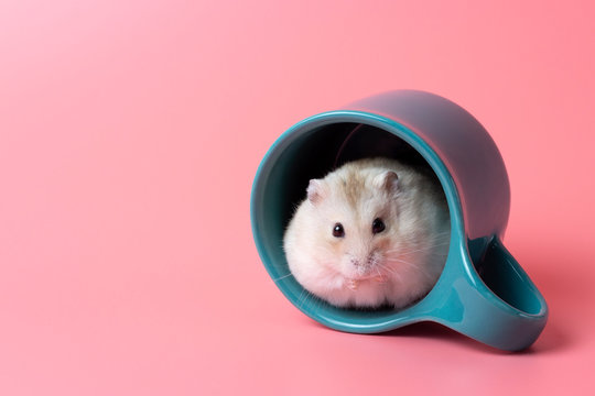 Dwarf hamster sitting in a mug close-up on pink background