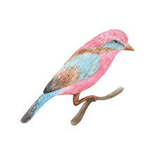 Watercolor Bird Hand Drawn Illustration. Blue And Pink Bird Isolated Of White Background.