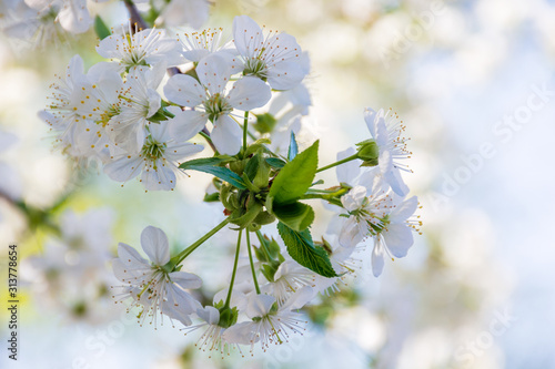 Naklejki jabłoni kwiaty  bialy-kwiat-jabloni-male-kwitnienie-na-galazkach-w-sloncu-sezon-wiosenny-w