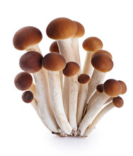 Honey Mushrooms (fungi) Isolated On White Background.