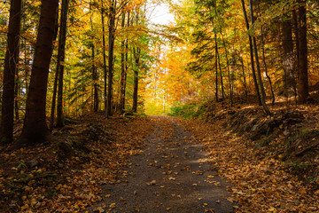 Autumn forest scenery with road of fall leaves & warm light illumining the gold foliage. Footpath in scene autumn forest nature. Vivid october day in colorful forest, maple autumn trees road fall way