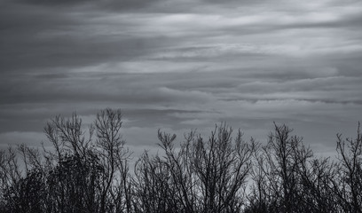 Wall Mural - Silhouette dead tree on dark sky and gray clouds background for sad, death, grief, and lament. Summer night abstract background. Hopeless and despair concept. Art image of nature with copy space.
