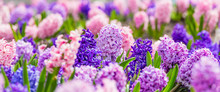 Large Flower Bed With Multi-colored Hyacinths, Traditional Easter Flowers, Flower Background, Easter Spring Background. Close Up Macro Photo, Selective Focus. Ideal For Greeting Festive Postcard.