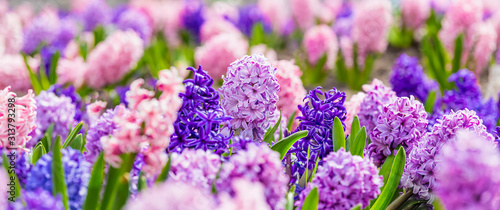 Large flower bed with multi-colored hyacinths, traditional easter flowers, flower background, easter spring background. Close up macro photo, selective focus. Ideal for greeting festive postcard.