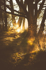 Poster - misty shore of a pond / lake at sunset