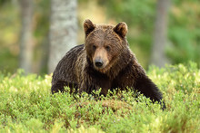 Brown Bear Resting In Forest