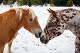 Fototapeta Mapy - Appaloosa horse in the snow