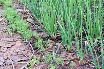 Wall Mural - onions growing in the field