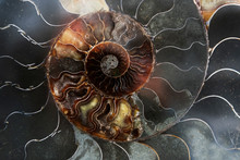 Detail Of A Fossilized Ammonite From The Sahara Desert In Morocco. .