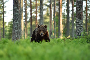 Wall Mural - brown bear approaching in forest