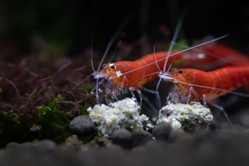 Super red santa shrimps enjoying food pellets on aquarium soil