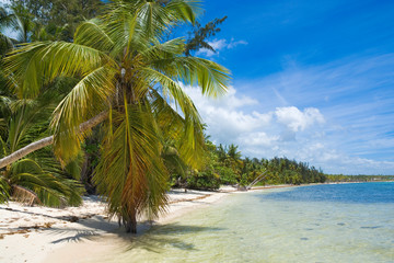 Poster - Inclined palm tree on wild coast of Sargasso sea, Punta Cana, Dominican Republic