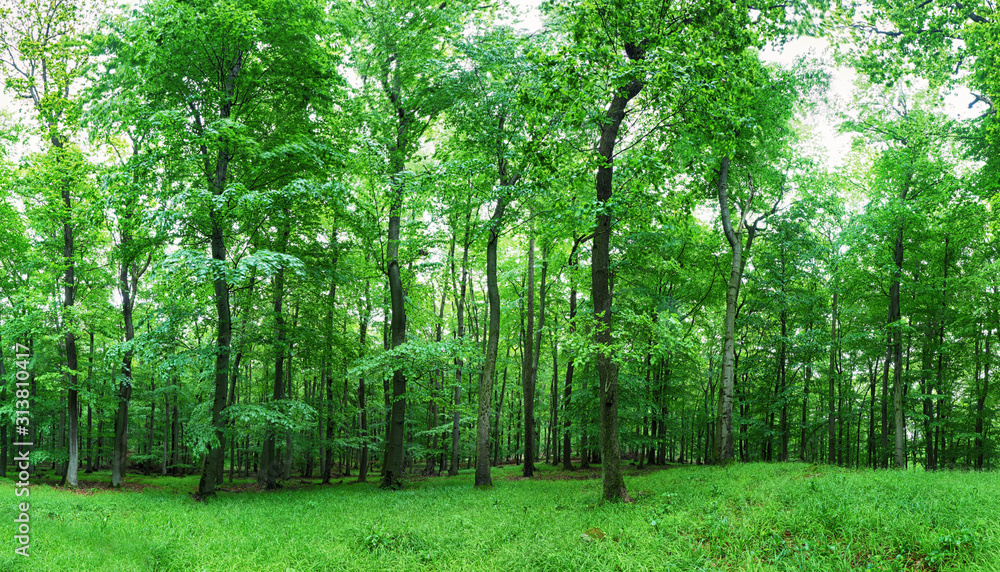 Green forest and grass with trees - obrazy, fototapety, plakaty 
