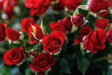 Close-up of small red roses