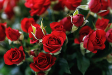 Close-up Of Small Red Roses