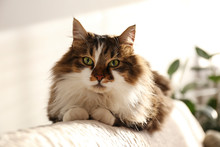 Portrait Of Cute Siberian Cat With Green Eyes Lying On The Back Of White Textile Sofa At Home. Soft Fluffy Purebred Long Hair Straight-eared Kitty. Background, Copy Space, Close Up.