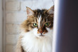 Portrait of cute siberian cat with green eyes by the window. Soft fluffy purebred straight-eared long hair kitty. Copy space, close up, background. Adorable domestic pet concept.