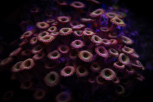 Pretty Anemones In Sea Coral Reef Aquarium Motion Nature 