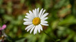 Daisy with white petals green background on a sunny day