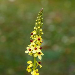 Wall Mural - Flower of Verbascum (Mullen or bearish ear )in bloom in summer time