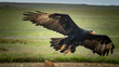 Verreaux's Black Eagle flying low over open ground.