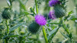 Purple thistle flower with green leaf background