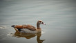 Egyptian goose swimming on pond on a sunny day