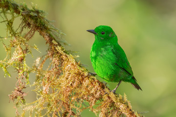 Glistening-green Tanager - Chlorochrysa phoenicotis, beautiful green tanager from western Andean slopes, Amagusa, Ecuador.