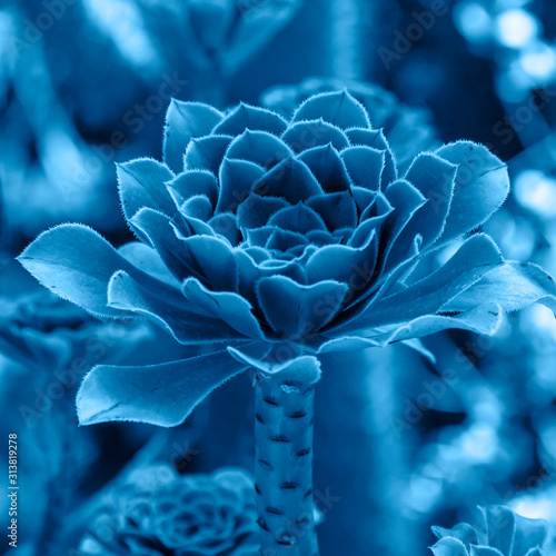 Naklejki duże kwiaty  klasyczny-niebieski-kolor-kwiatow-i-roslin-klasyczne-niebieskie-tlo-modny-kolor-2020