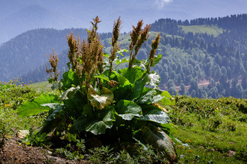 Rumex alpinus, common name monk's-rhubarb, Munk's rhubarb or Alpine dock, Mountain Rhubarb. Leafy perennial herb, nitrophilous plant, commonly found near mountain pastures