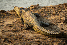 Crocodile Near River Over The Sand, Rear View